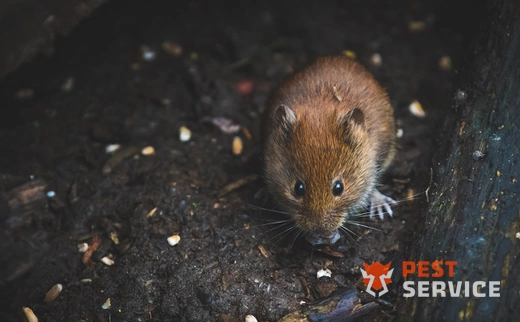 Дератизация в Янауле